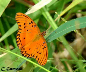 Mariposa Espejito macho y hembra