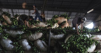 Argentine : Processus de fabrication de la "yerba" Mate (infusion qui se boit en Argentine faite a base de la plante de mate). Dans la ville de Comandante Andresito, province de Misiones/