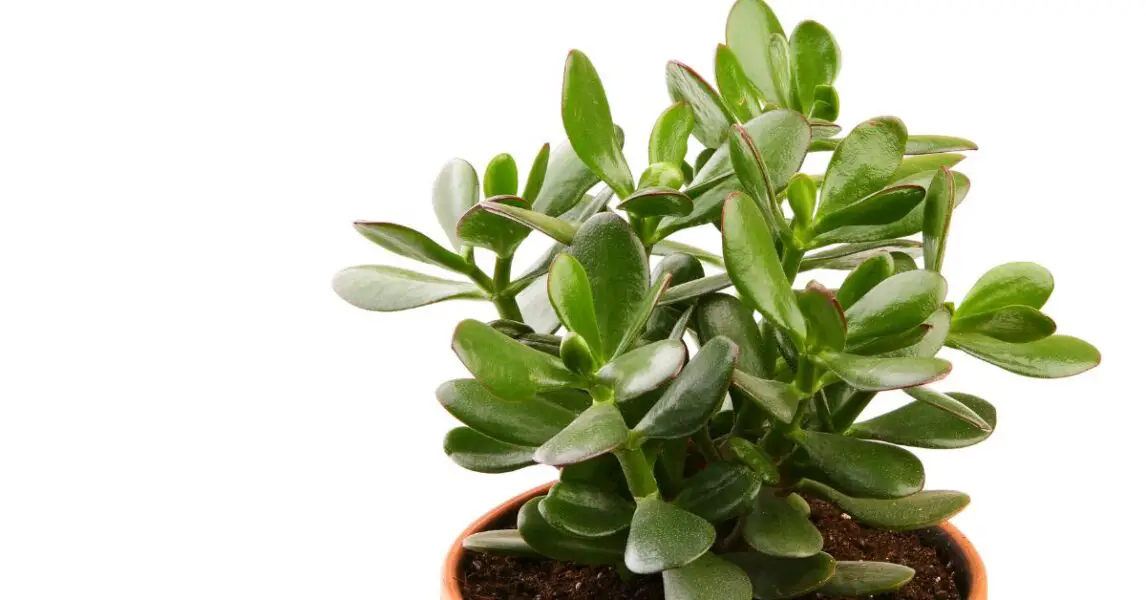 Cómo tener una planta de jade en agua: 5 consejos para que viva mucho