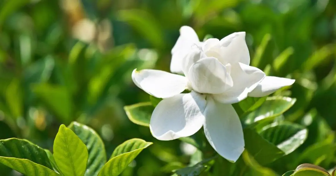 Plantas que desprenden un agradable aroma por la noche: Gardenia