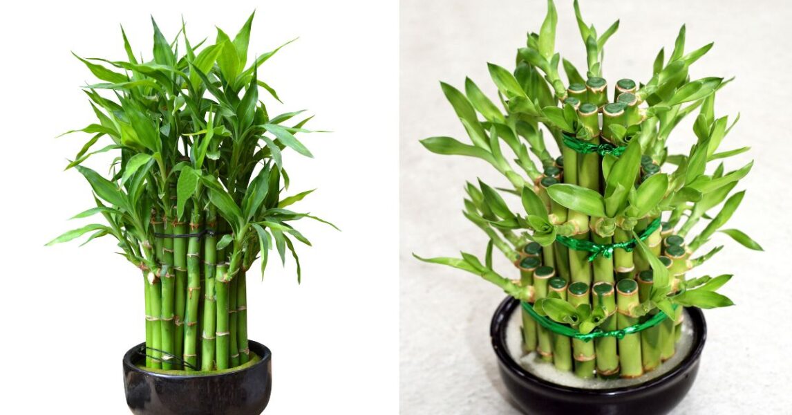 9 plantas para conseguir un clima perfecto en el hogar: Bambú