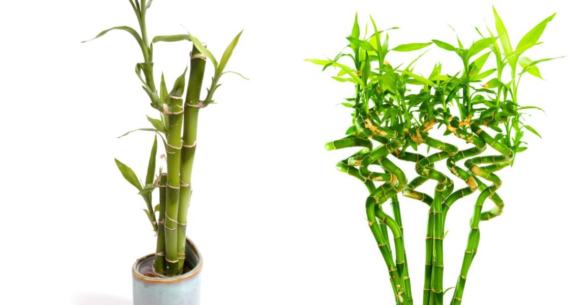 Como se enrosca el bambú