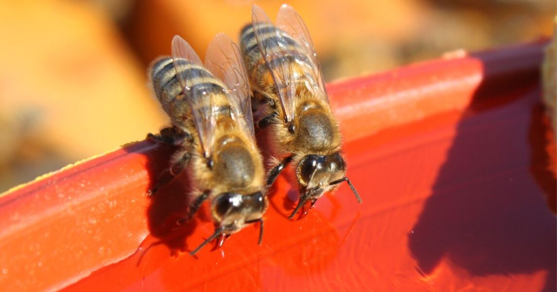 Cómo hacer un bebedero para abejas
