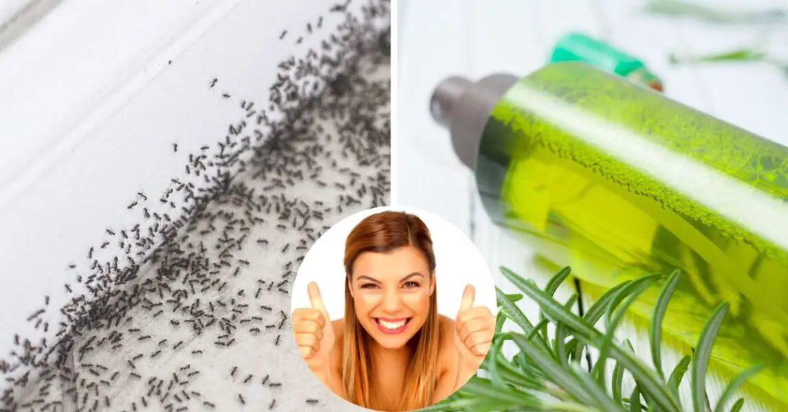 Spray casero para eliminar a las hormigas del hogar
