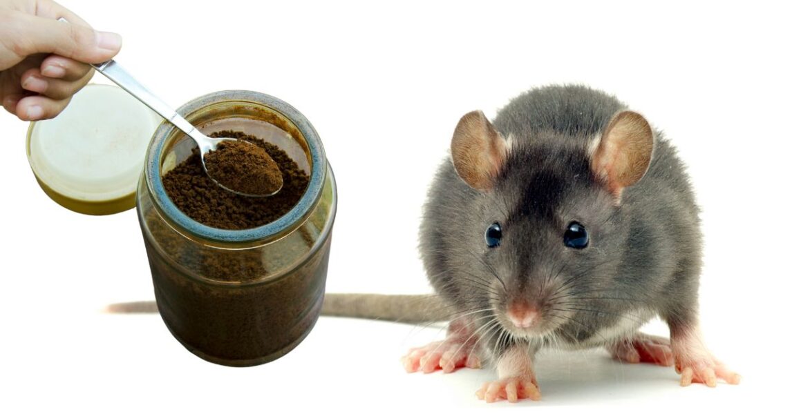 Deshazte de las ratas sin químicos gracias a un truco natural