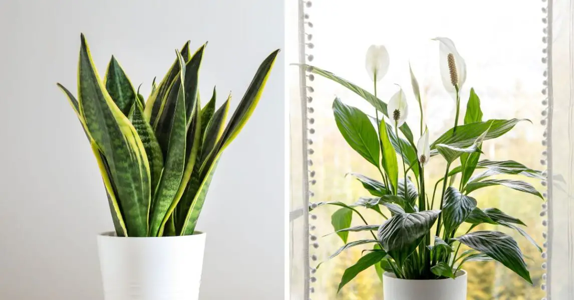 Plantas para tener un microclima en tu hogar