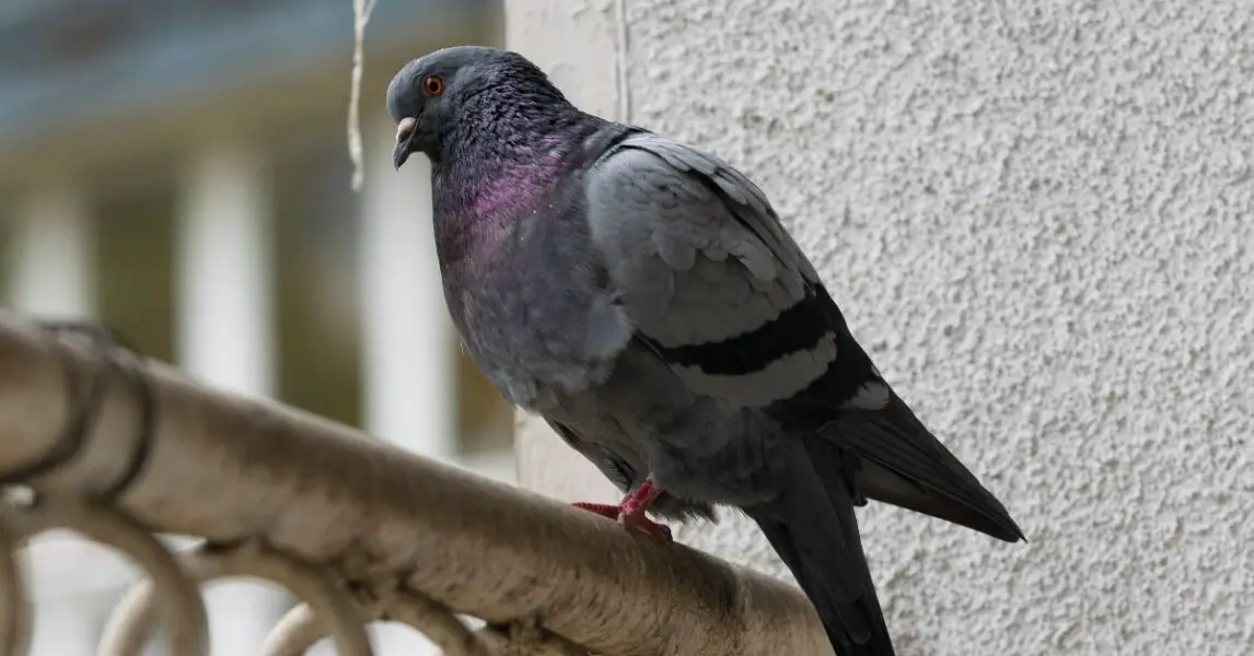 Mantener a las Palomas Alejadas del Balcón 6 maneras sencillas de