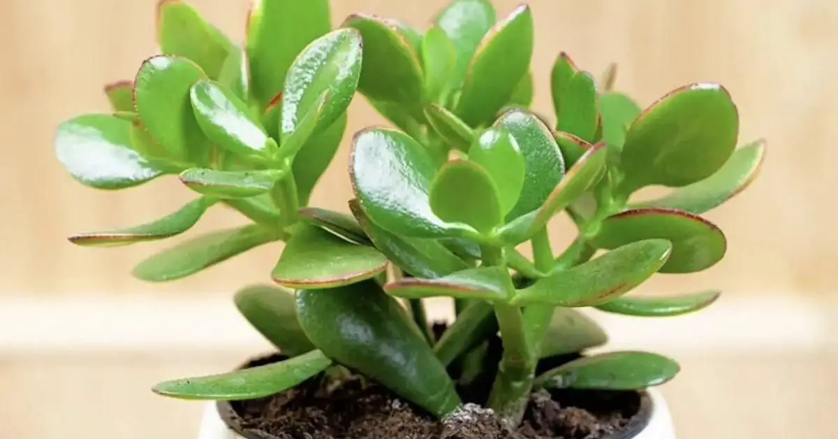 Donde colocar el árbol de jade en casa Raza Folklorica