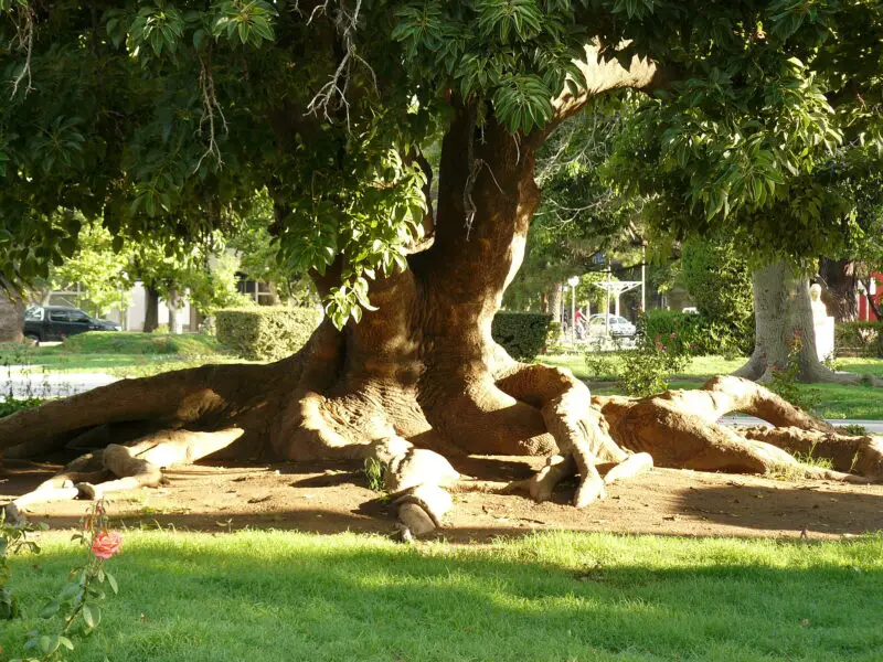 El Ombú, un árbol autóctono