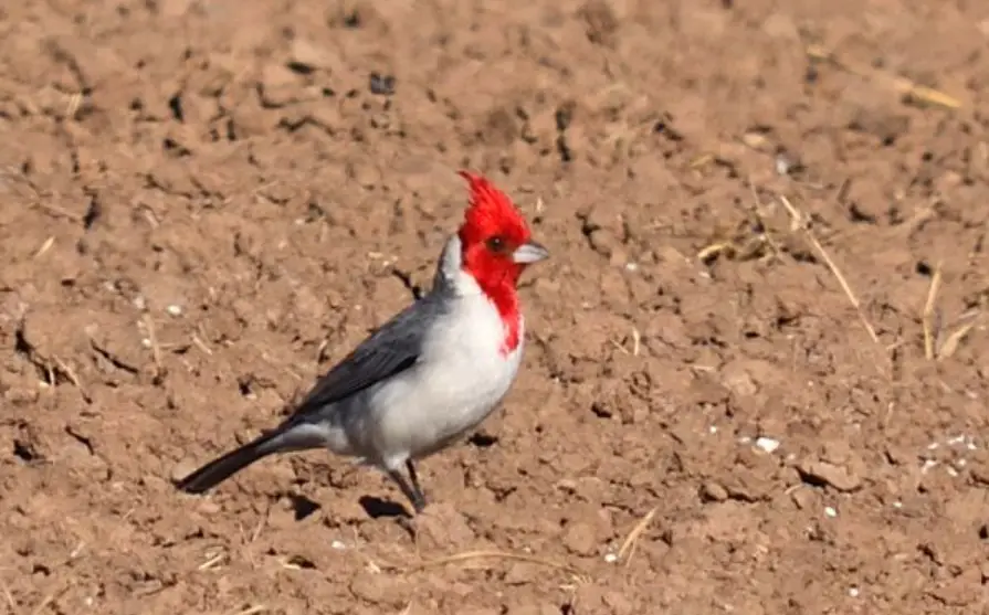 Leyenda Del Cardenal Raza Folklorica