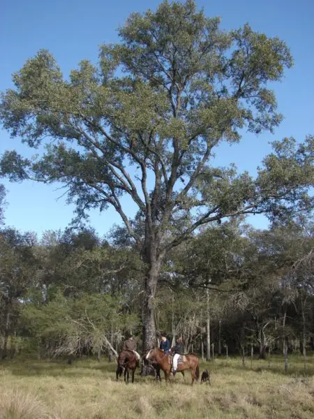 El Quebracho Colorado Raza Folklorica!