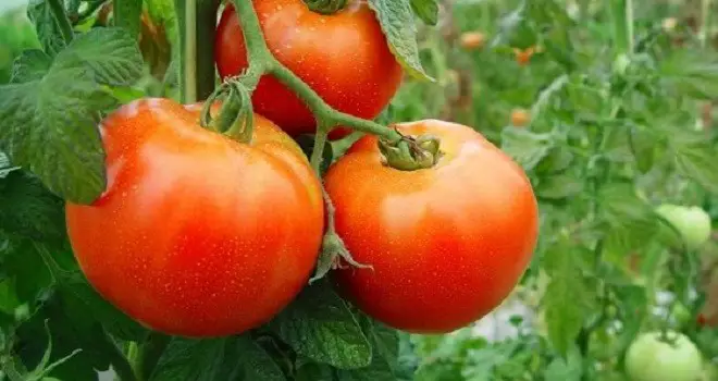 Beneficios curativos del tomate