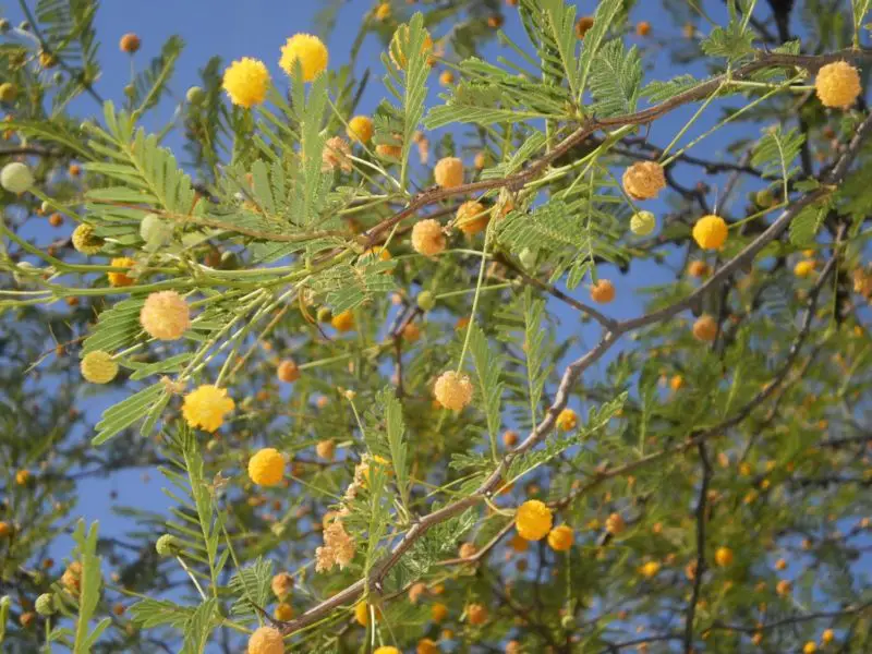 Tusca (Acacia Aroma)