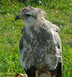 Águila Coronada | Raza Folklorica!