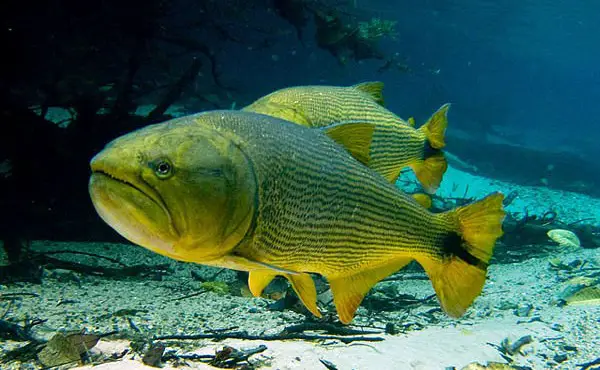 Peces -del-Paraná