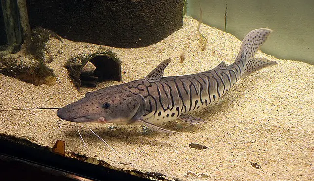 Peces-del-Paraná