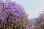 leyenda del jacaranda
