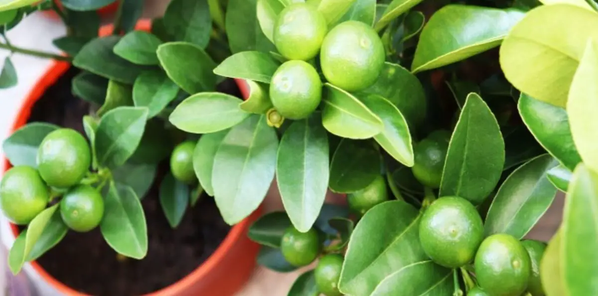 10 fáciles consejos para hacer crecer un árbol de limón en maceta