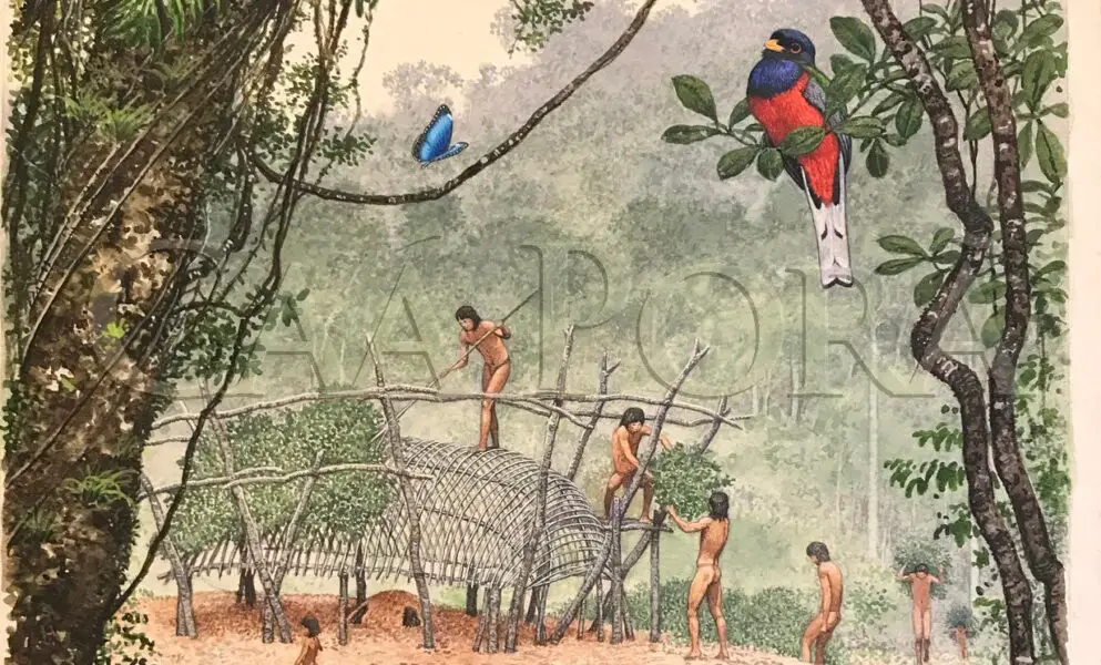 Historia del Mate (Ilex paraguariensis): Guaraníes, los primeros productores