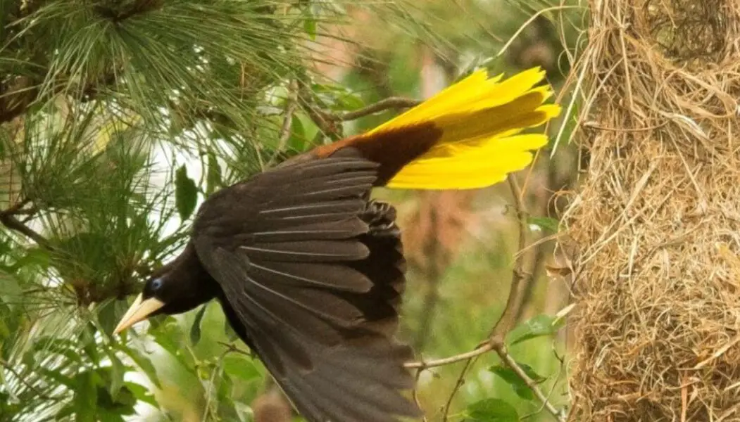 “El Yapú”, uno de los pájaros más grandes y hermosos del litoral argentino