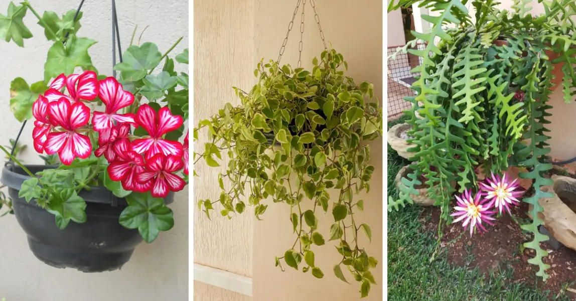 Plantas colgantes: echa un vistazo a las opciones de sol, sombra y flores  para decorar tu hogar | Raza Folklorica!
