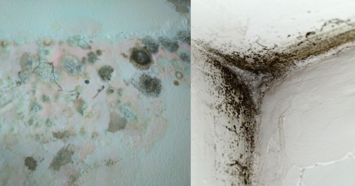 ¿Cómo quitar el olor a humedad en paredes?