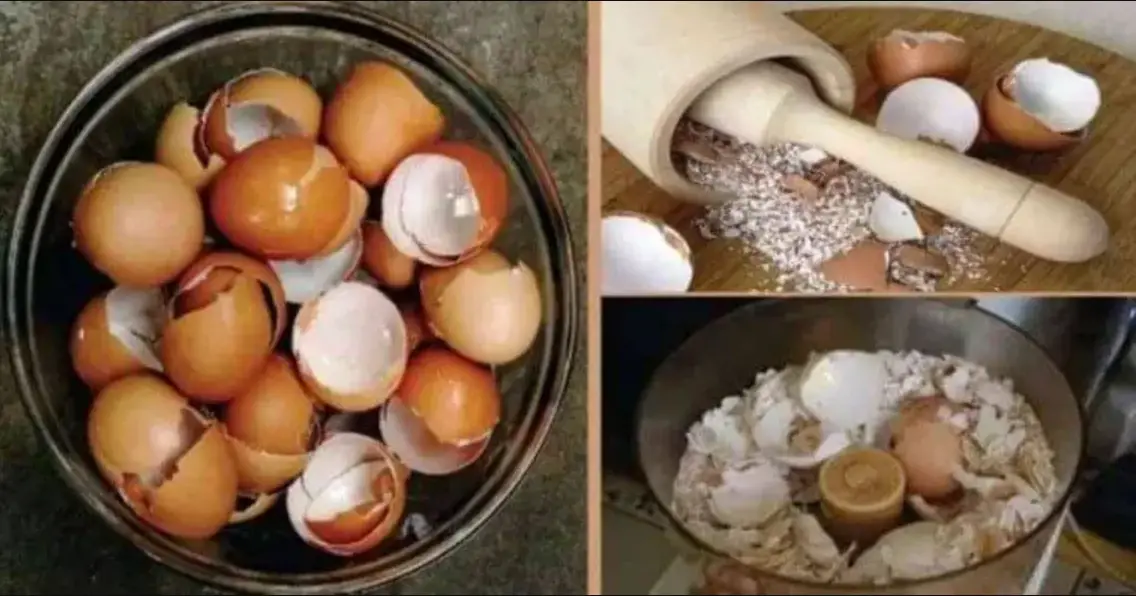 Cáscara de huevo y sus beneficios
