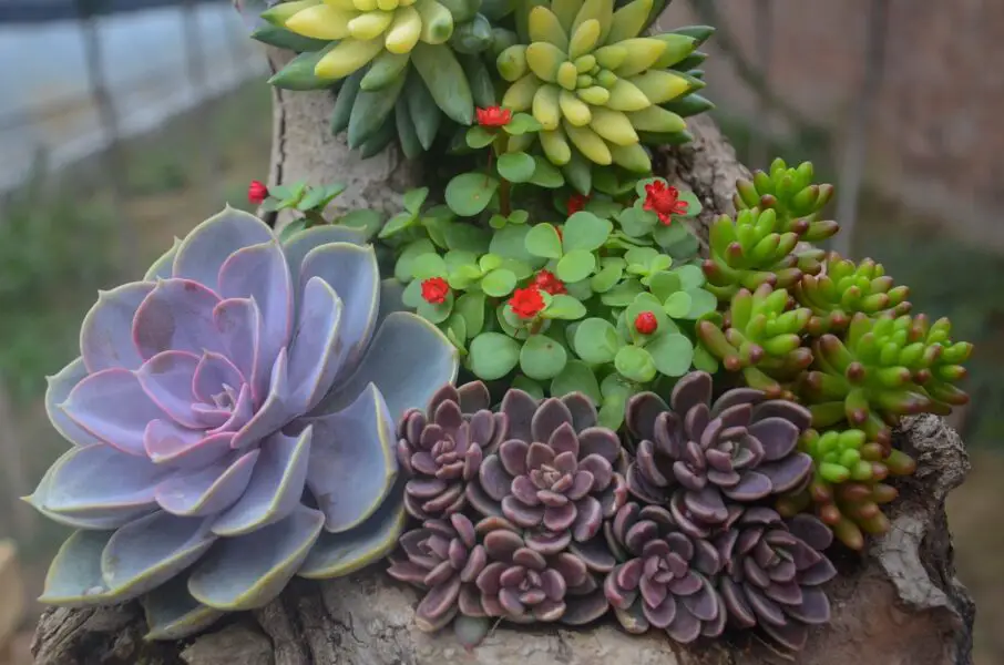 Cacatus y suculentas: Consejos para diseñar un bello jardín