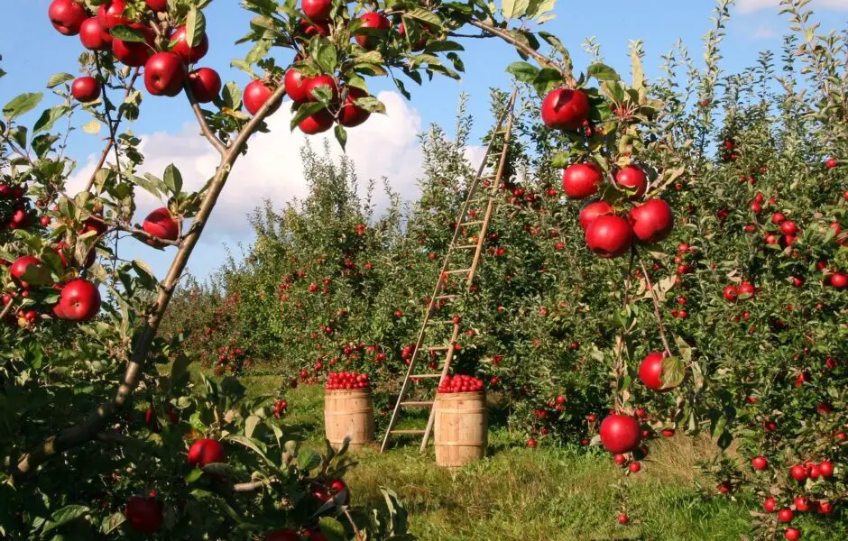 Cómo cultivar un árbol de manzana con una semilla para disfrutarlo todo el año