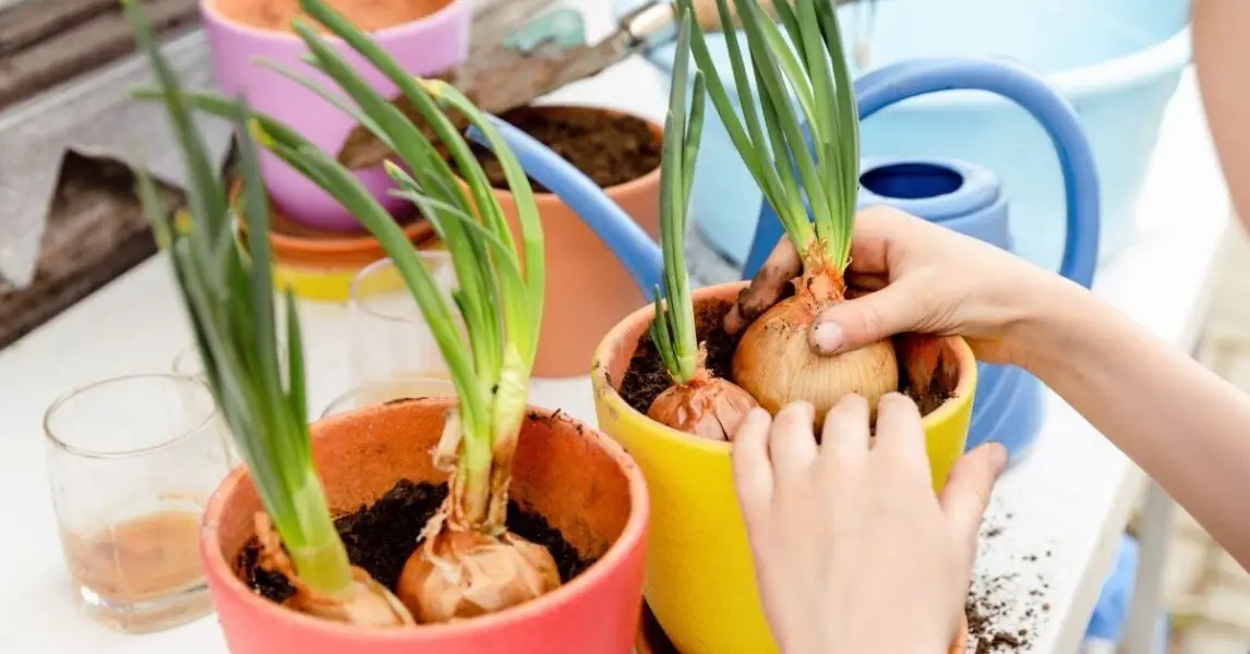 Elevado Dictado masilla Cómo cultivar cebolla sin semillas en macetas ¡Muy fácil!
