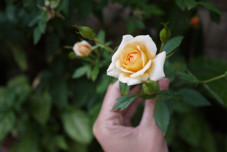 Cómo hacer crecer una rosa de un tallo