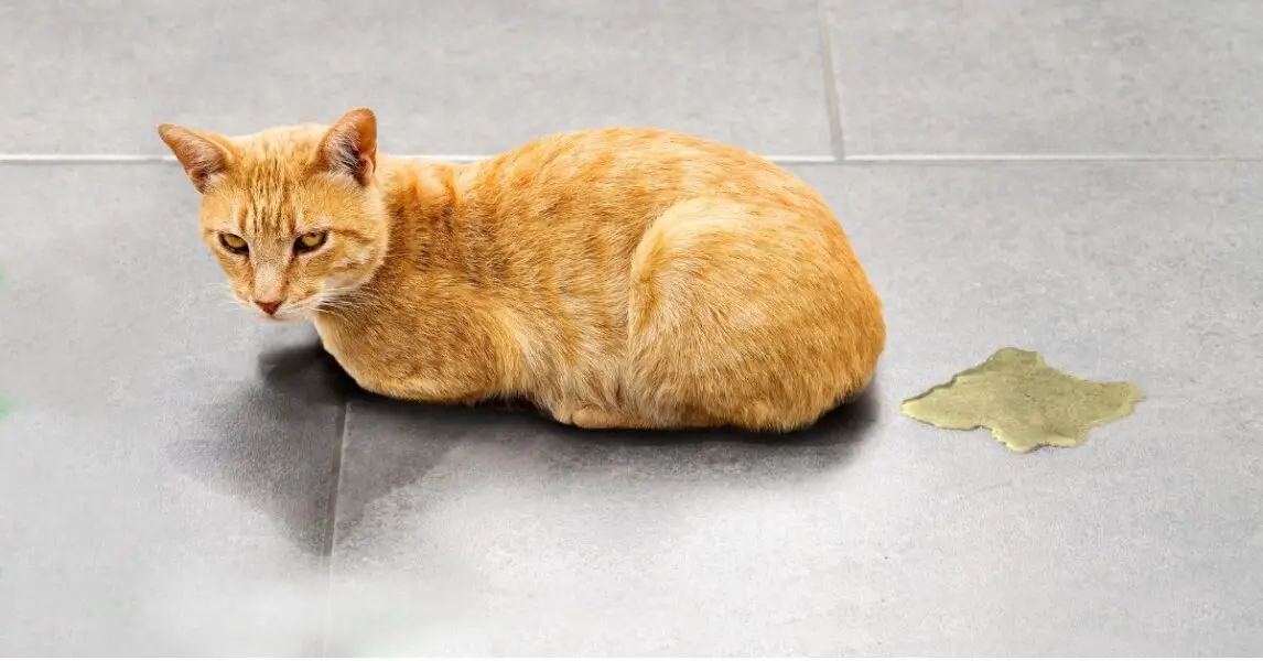 3 remedios caseros para eliminar el olor a orina de gato de tu casa