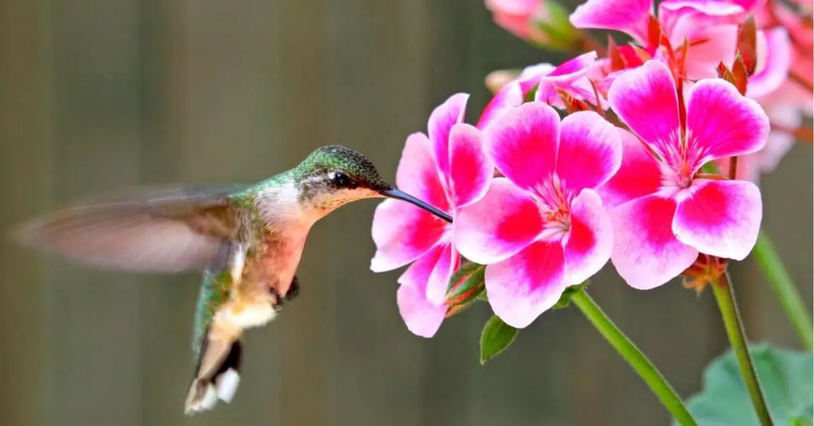 Flores que atraen colibríes