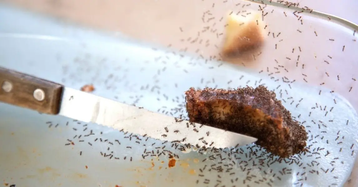 3 Remedios naturales para eliminar las hormigas del hogar