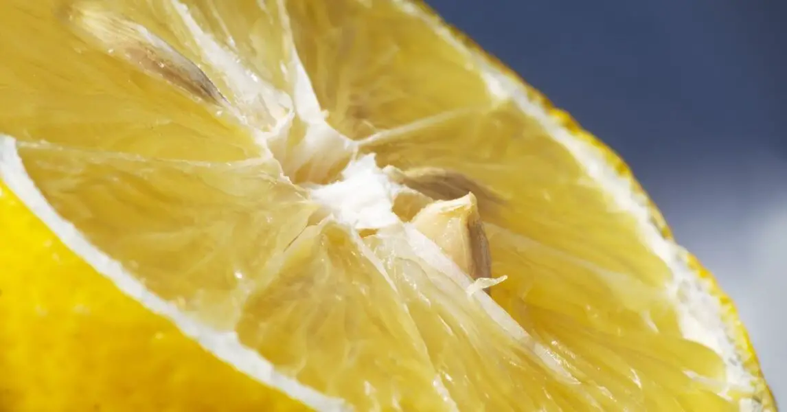 Apprenez à faire germer des graines de citron