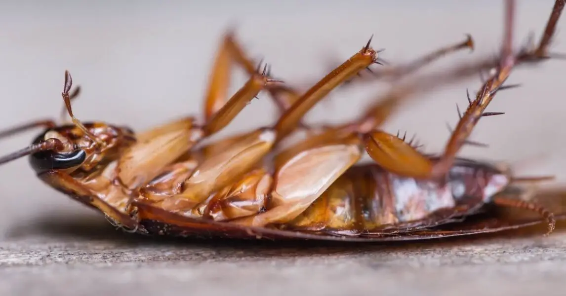 Cucaracha voladora: Cómo acabar con ellas con trucos caseros