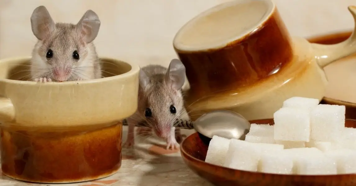 Repelente natural para ratas y ratones