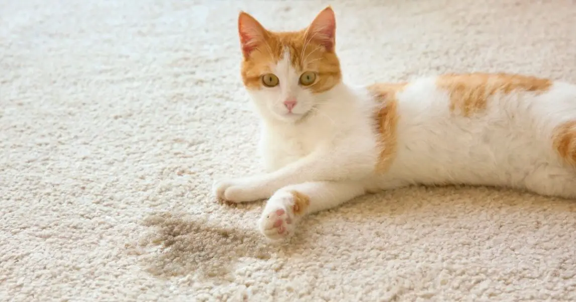 Orina de gato: Truco para evitar que tu gato orine por toda tu casa
