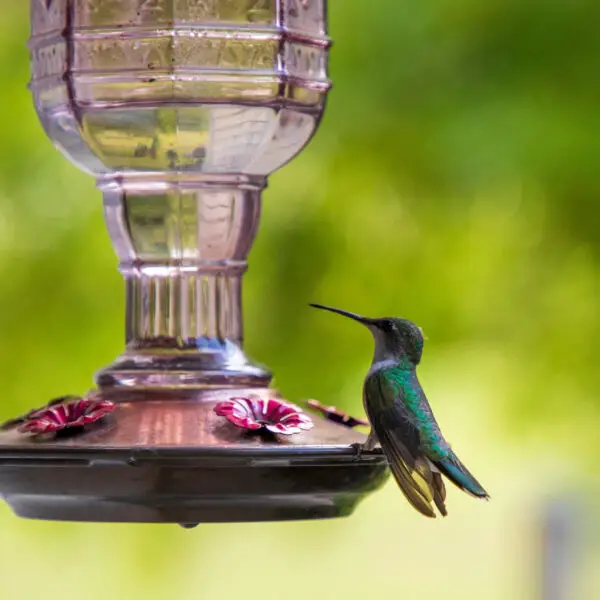 bebedero para colibrí casero