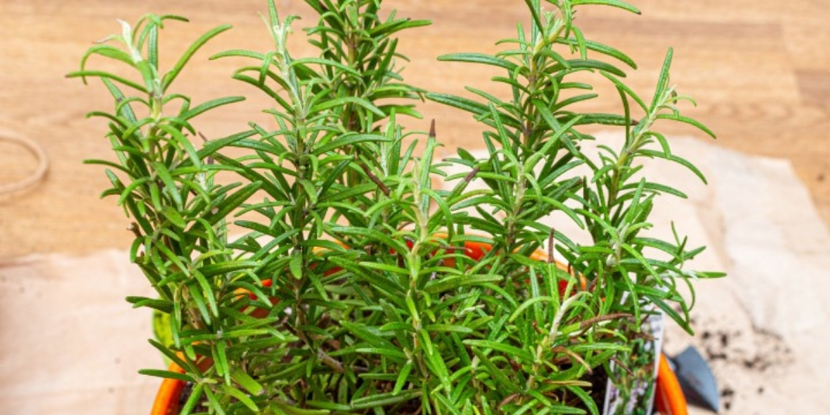 10 plantas que enraízan en agua