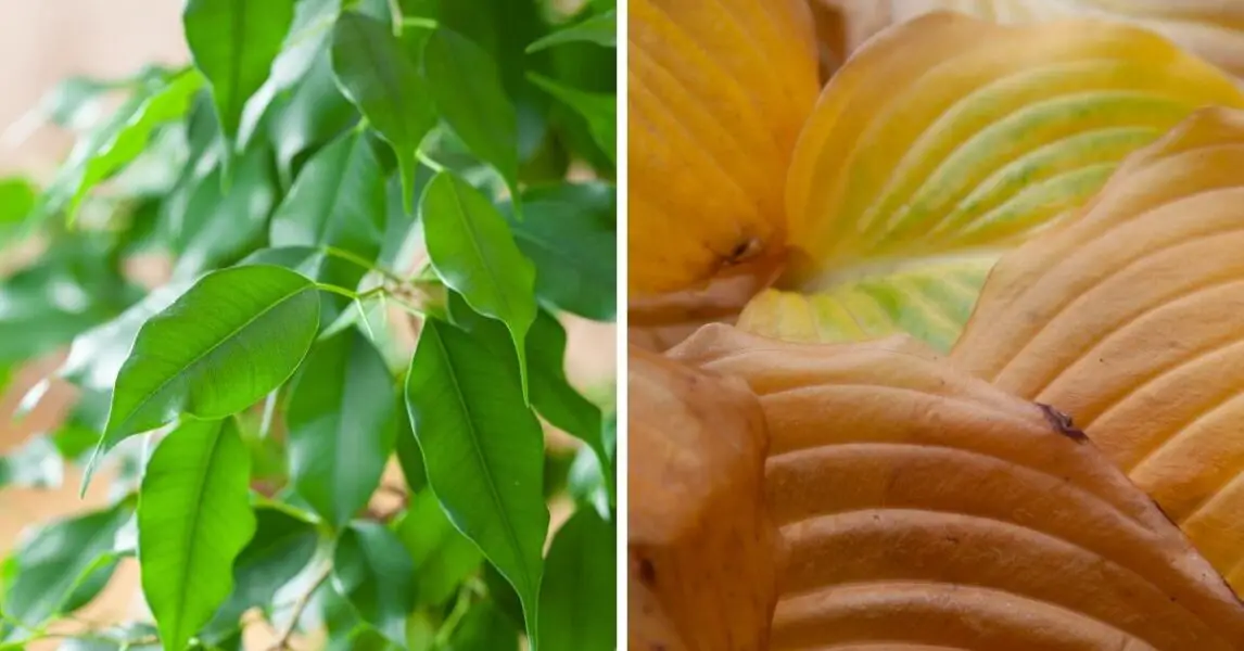 3 razones por las que las hojas de tus plantas se ponen amarillas y cómo solucionarlo
