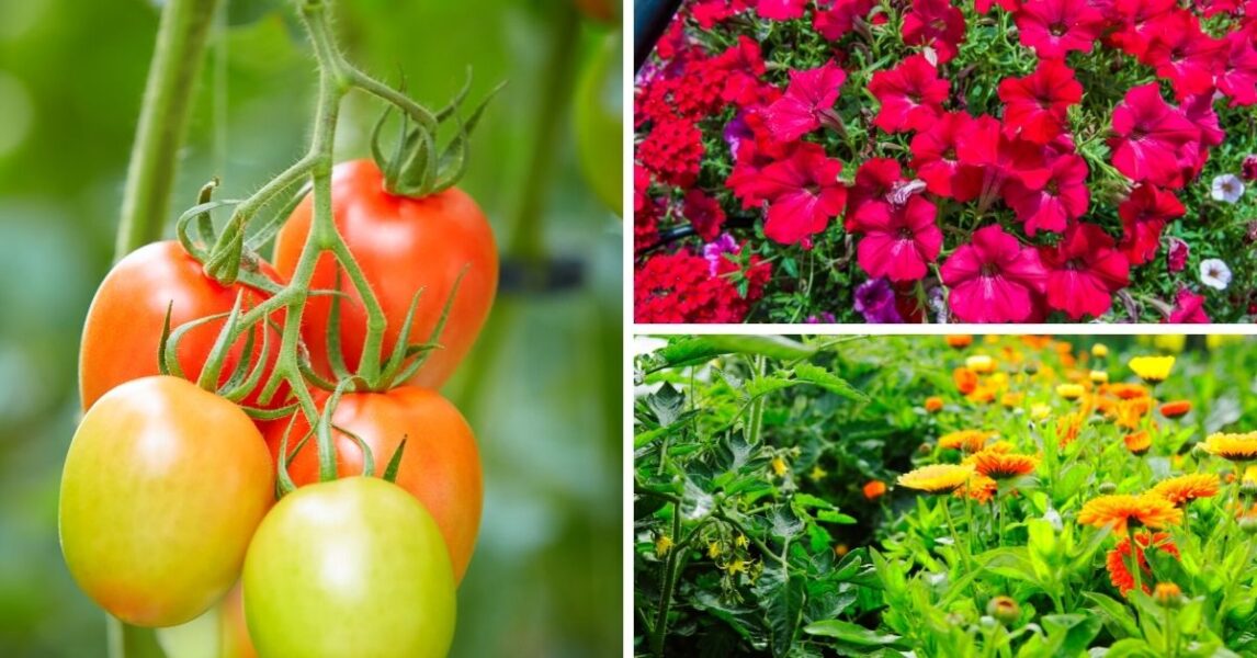8 plantas complementarias para cultivar con tus tomates
