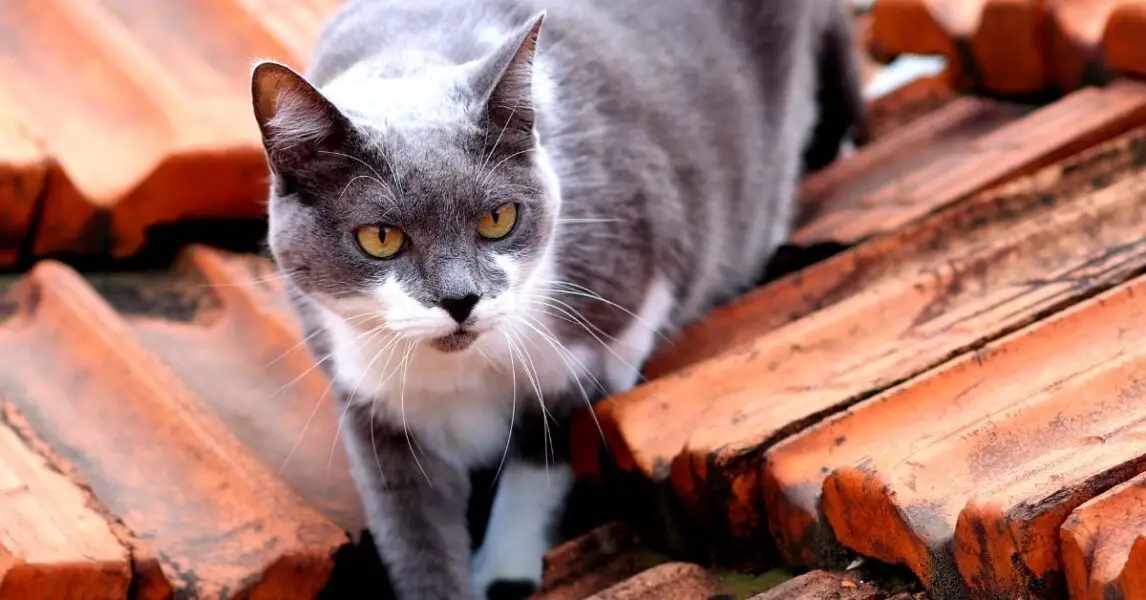 Cómo ahuyentar gatos del techo, o jardín hacerles daño | Raza Folklorica!