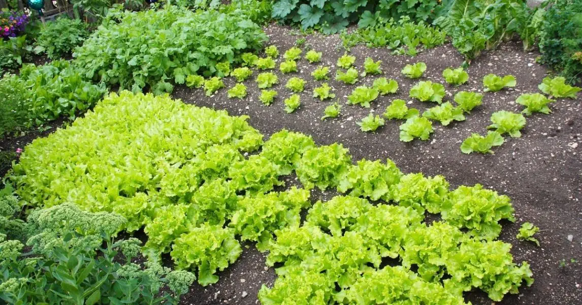 Huerta para impacientes: 9 verduras que se cosechan más rápido