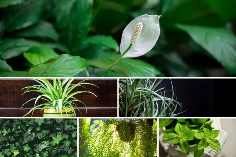 Plantas que absorben la humedad