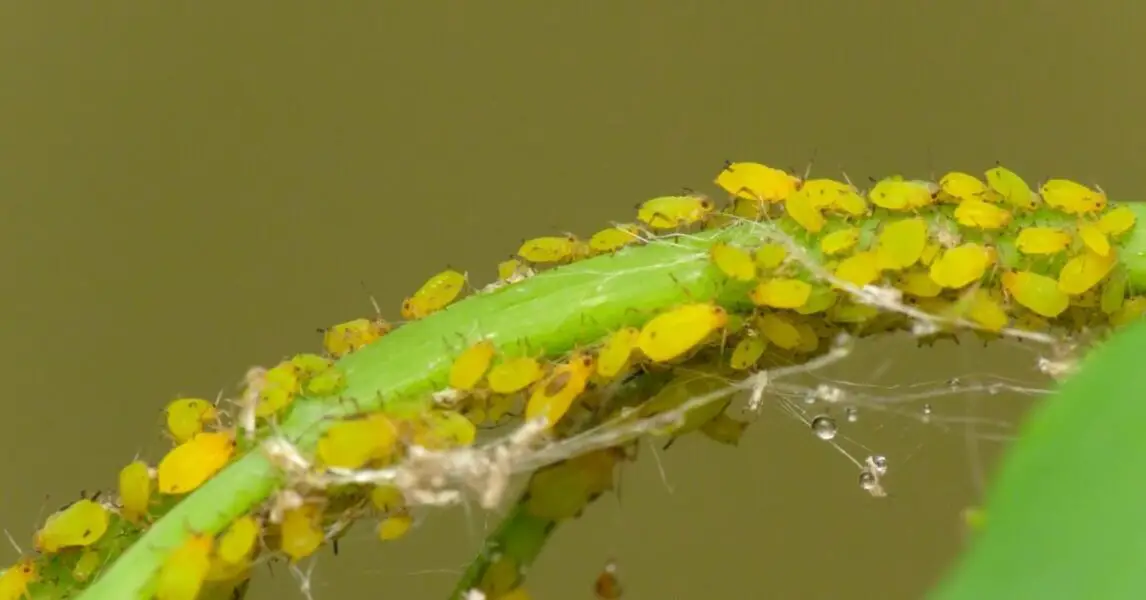 4 trucos para combatir la plaga en tu árbol de limón