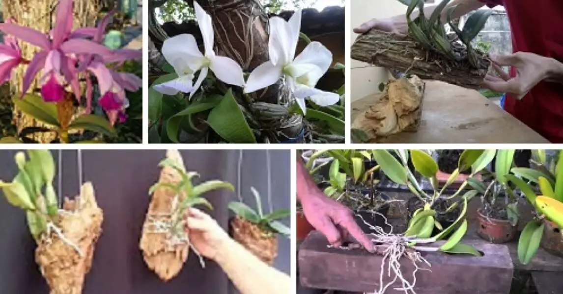 Plantar orquídeas en y de forma sencilla ¡Son