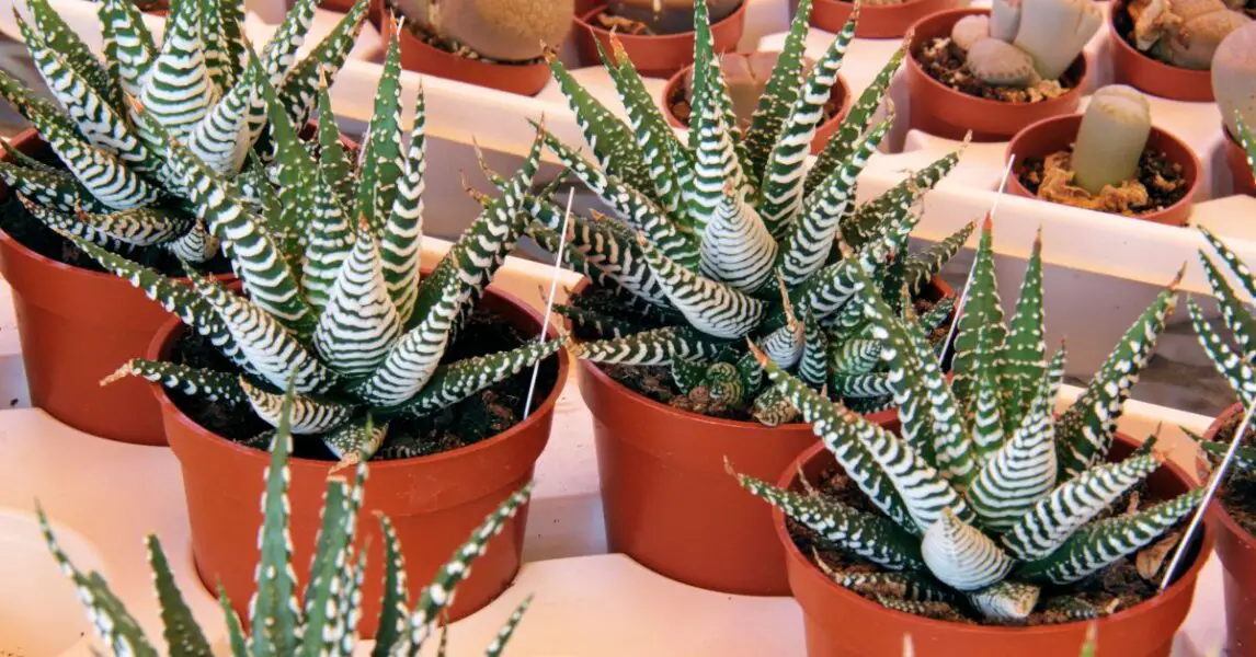 10 succulentes parfaites à avoir chez soi : Zebra Cactus