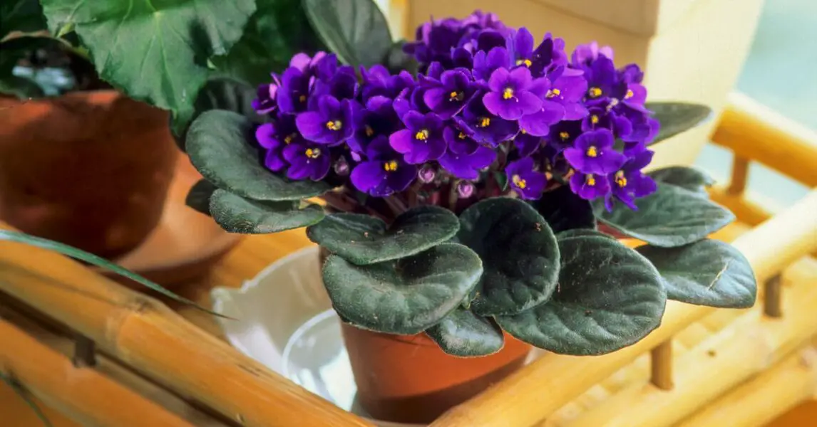 Plantas de interior que no requieren mucho cuidado: Violetas africanas