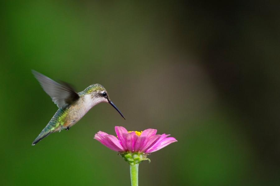 Que significa un colibrí en tu casa